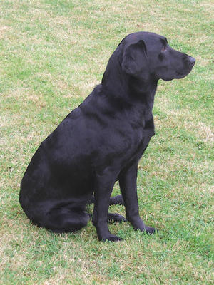 Doris (Blackthorn Scotty of Valeshot)