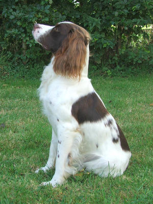 Ollie (Son of Tia)