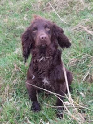 Tom (Ffynonlas Titch of Valeshot)