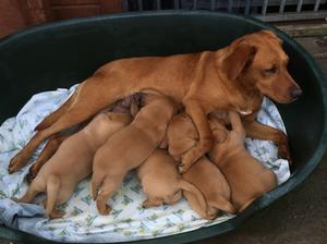 AMBER AND PUPS