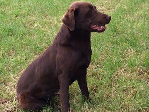 Billy , mum of pups