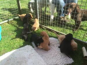 Puppies now 5 weeks old