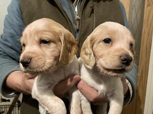 Lemon roan boys.