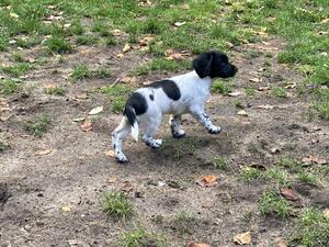 Beautiful puppies