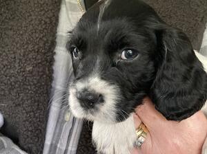 Remaining bitch puppy.