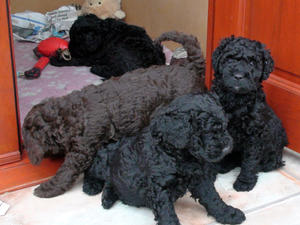 Pups 2