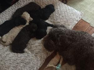 Tia and Pups