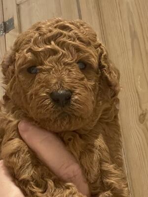 Puppy Male