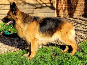 Our beautiful home bred Hubba 💜