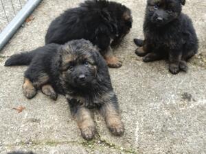 1 female puppy available