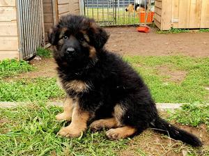 dog LC M. Vimah x Cezar