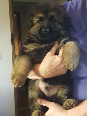 dog puppy