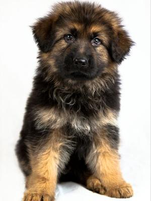 dog puppy from Marinita Vimah at Jovialdogs