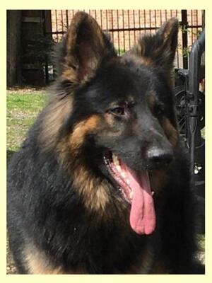 Stunning sire with fantastic temperament