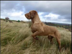 Aldozovolgyi-Drotos Nader at Enryb