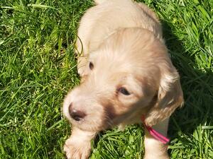 Beautiful pure cream girl