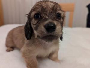 Shaded cream beautiful pups