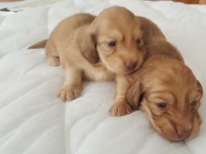 Pra clear kc registered shaded cream girls