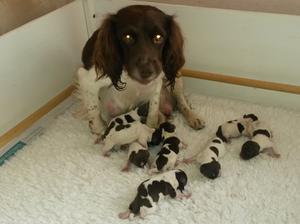 Puppies born 13th August 2016