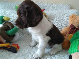 Bitch puppy for sale. 6 weeks