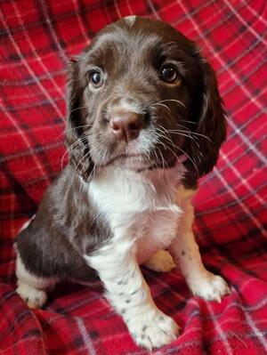 Bitch Puppy For Sale
