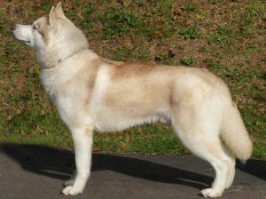 Sire