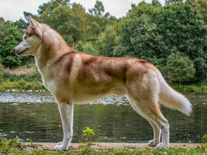 Sire
