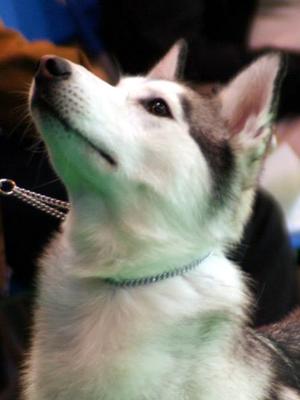 Esquimaux's Next Top Model At Zimavolk ShCM