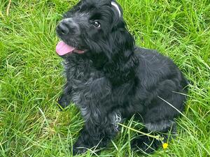Hettie 19 weeks old