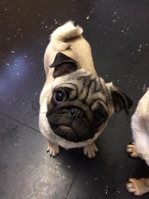 bitch puppy