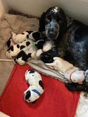 Mum Tia and pups