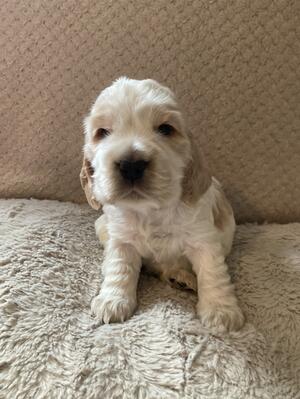 Newest addition Blossom Tia’s daughter