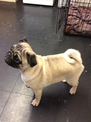 Bitch puppy