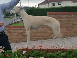 Sandy at 6 months old