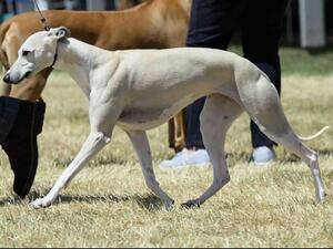 Windsor Ch Show 2024