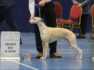 The Whippet Club Ch Show 2022 - DCC and RBIS