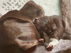Donut and Pup