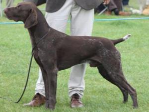 Rolex - Sire of Pups