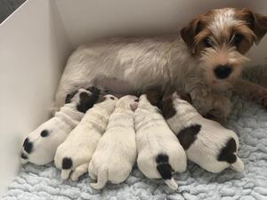 Nell and her Babies