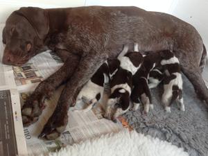 Oakberrow Wotzinaname - Foster