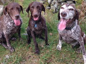 The old Trio - Jenny, Rosie & Gunwale