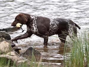 Gimbal water retrieving