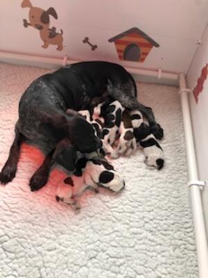 Tilly with her 11 babes