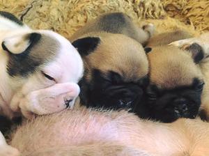 Marvelmite Puppies