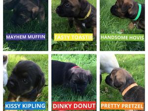 Collar colour and KC ID for the babies