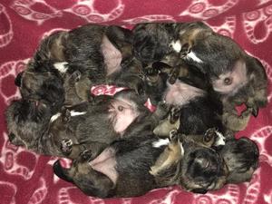 5 lovely bellies