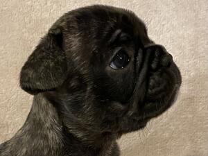 Light brindle at 4 weeks who is available