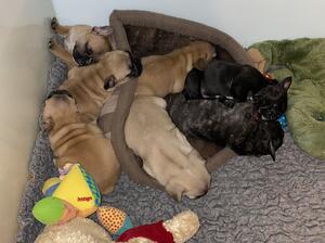 Sleepy puppies