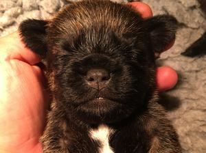 One of the puppies sleeping