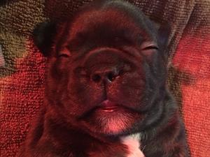 Brindle boy Boris